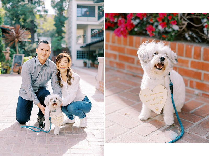 Dog Engagement Session